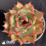 Echeveria Jacqueline