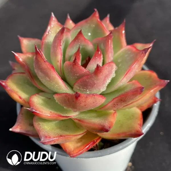 Echeveria Jacqueline - Image 2