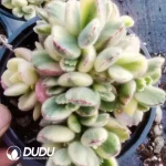 24Pcs Cotyledon White Bear