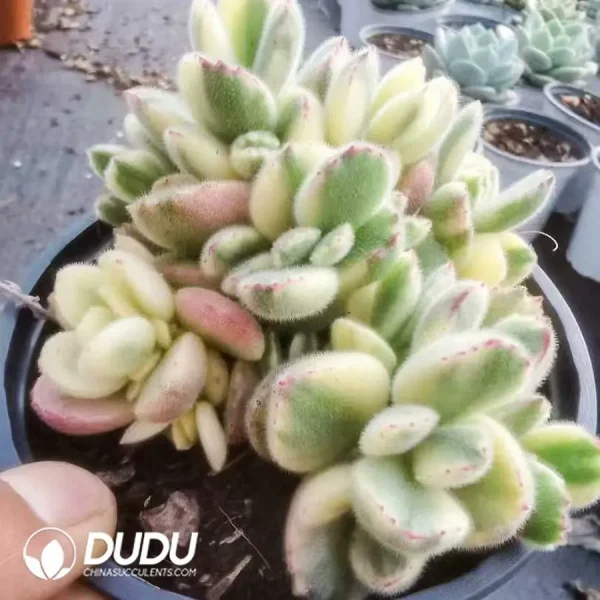 24Pcs Cotyledon White Bear - Image 2