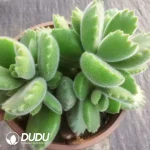 30Pcs Cotyledon Green Bear