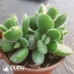 30Pcs Cotyledon Green Bear - Image 2