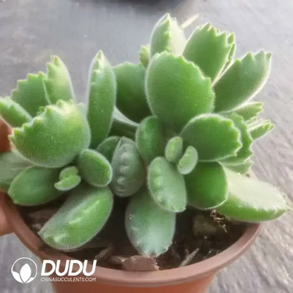 30Pcs Cotyledon Green Bear - Image 2