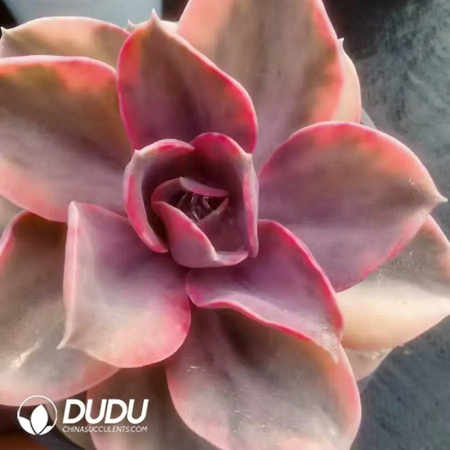 1756124154-1743402067-e201.webp 24Pcs Echeveria rainbow - Image 1