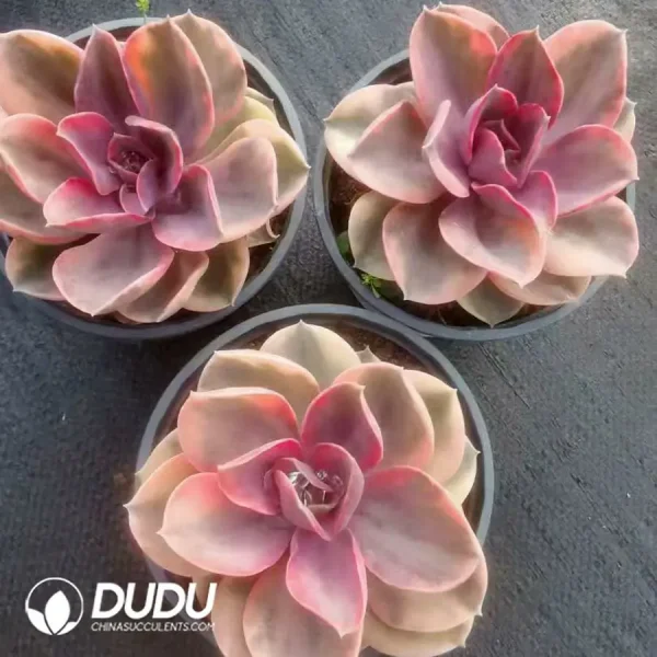 24Pcs Echeveria rainbow - Image 2