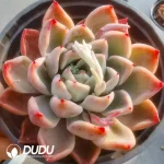 24Pcs Echeveria Green Dragon