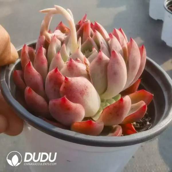 24Pcs Echeveria Green Dragon - Image 2