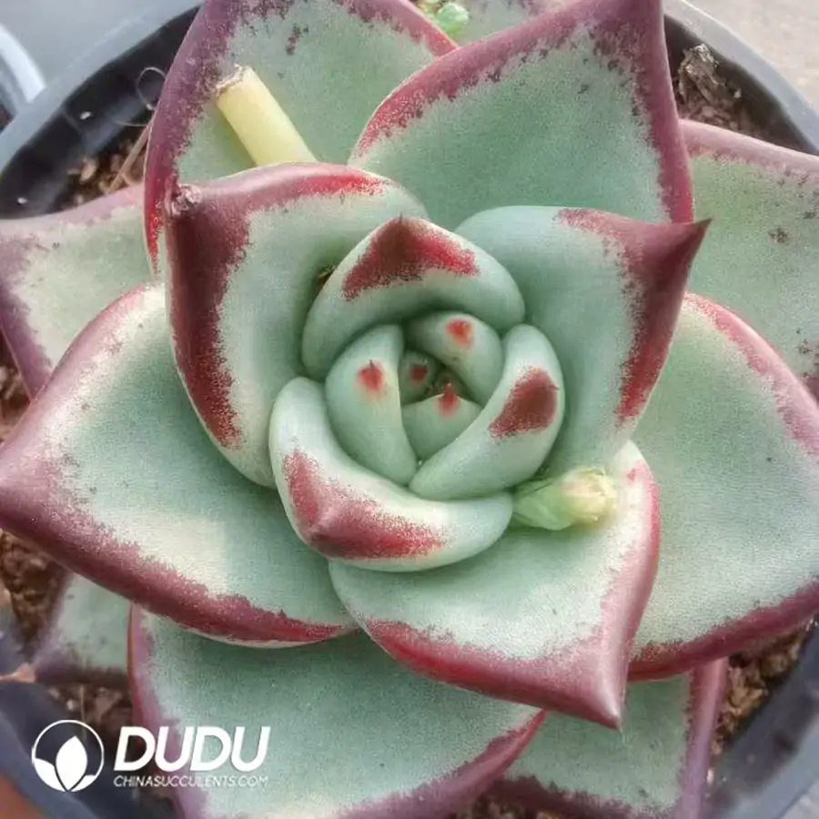1756124157-1743402079-e201.webp 24Pcs Echeveria Meiwu - Image 1