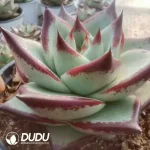 24Pcs Echeveria Meiwu - Image 2