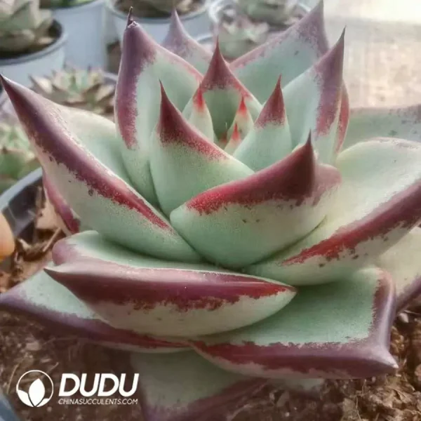 24Pcs Echeveria Meiwu - Image 2