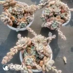 12Pcs Graptopetalum Red Rose Goddess Clustering - Image 2