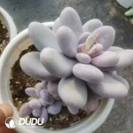 15Pcs Pachyphytum Egg Beauty