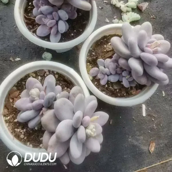 15Pcs Pachyphytum Egg Beauty - Image 2