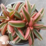24Pcs Peperomia Graveolens