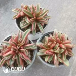 24Pcs Peperomia Graveolens - Image 2