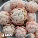 12Pcs Echeveria Berry Clustering