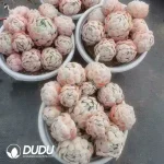 12Pcs Echeveria Berry Clustering - Image 2