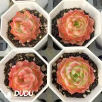 54Pcs Echeveria Blue Moon