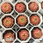 54Pcs Echeveria Blue Moon - Image 2