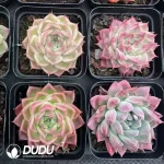 54Pcs Echeveria QS