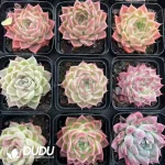 54Pcs Echeveria QS - Image 2
