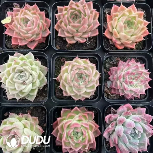 54Pcs Echeveria QS - Image 2