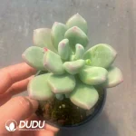 35Pcs Echeveria Green Star Beauty