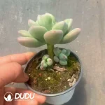 35Pcs Echeveria Green Star Beauty - Image 2