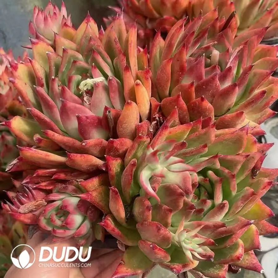 1756124199-1743402226-e201.webp 9Pcs Echeveria Frank Clustering - Image 1