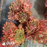 9Pcs Echeveria Frank Clustering - Image 2