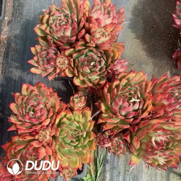 9Pcs Echeveria Frank Clustering - Image 2
