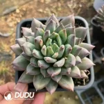 20Pcs Echeveria Phantom Beauty