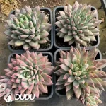20Pcs Echeveria Phantom Beauty - Image 2