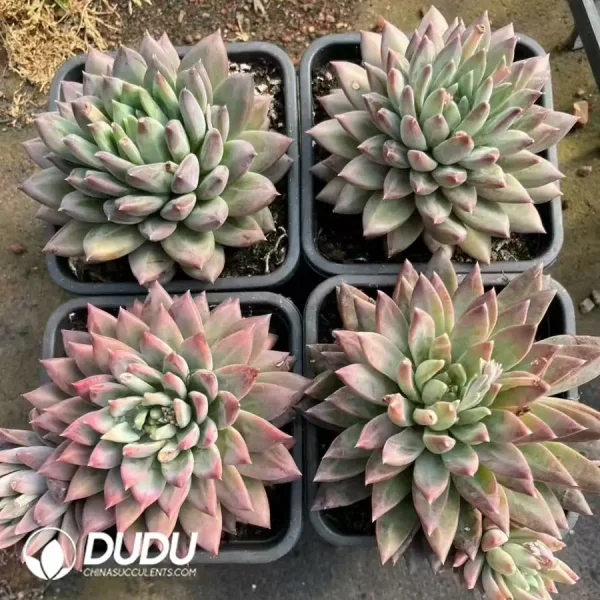 20Pcs Echeveria Phantom Beauty - Image 2