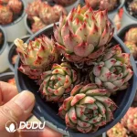 24Pcs Echeveria Park Clustering