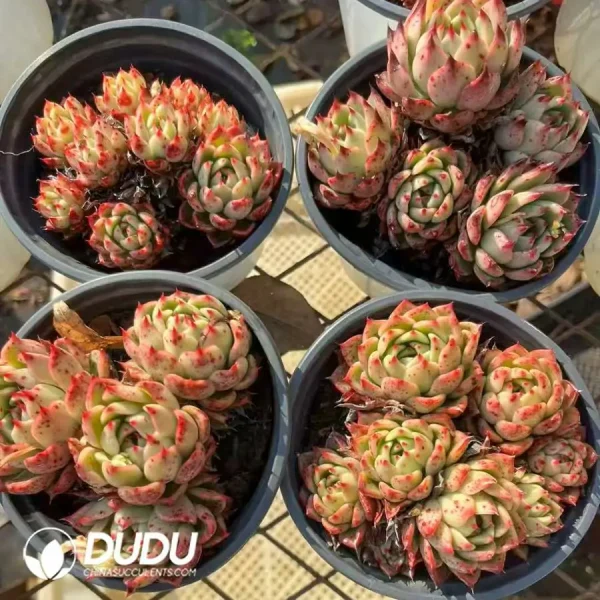 24Pcs Echeveria Park Clustering - Image 2