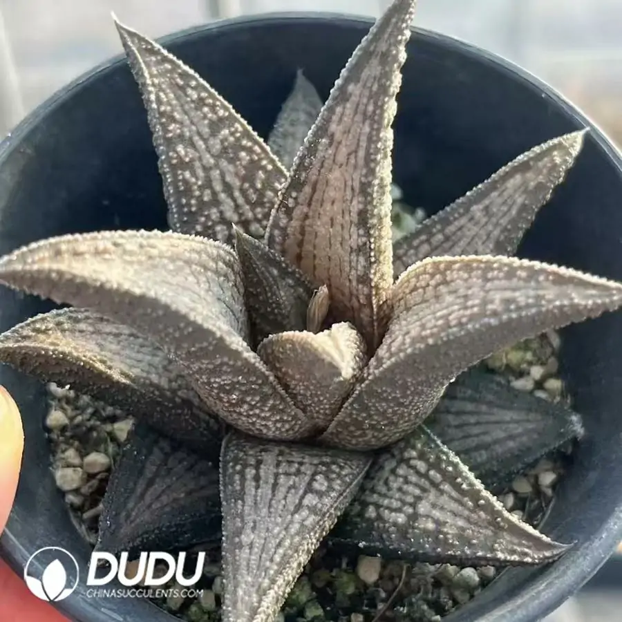 1756124207-1743402248-e201.webp Haworthia Variegated Bridge - Image 1