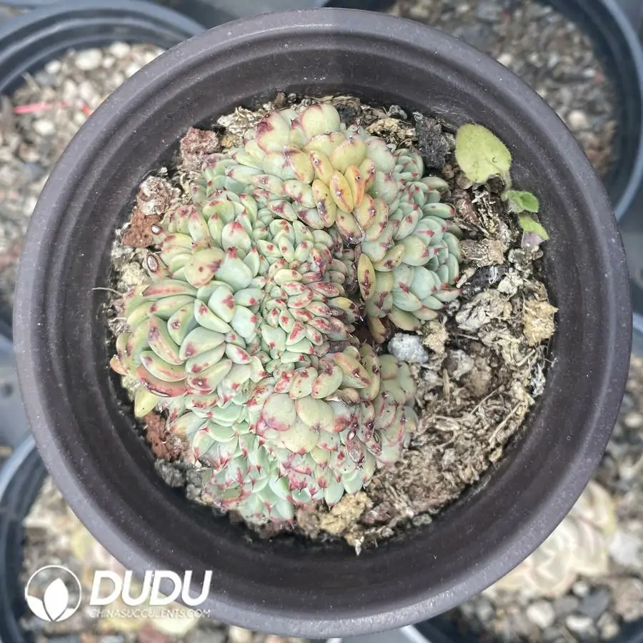 1756124211-1743402271-e201.webp 20Pcs Echeveria Hani Cristata - Image 1
