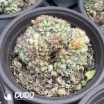 20Pcs Echeveria Hani Cristata - Image 2