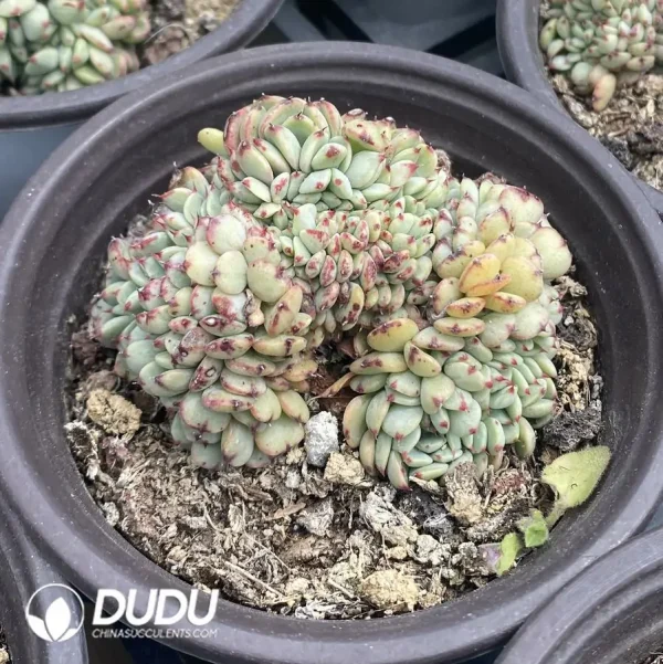 20Pcs Echeveria Hani Cristata - Image 2