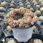 20Pcs Echeveria Hani Cristata
