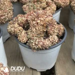 20Pcs Echeveria Hani Cristata - Image 2