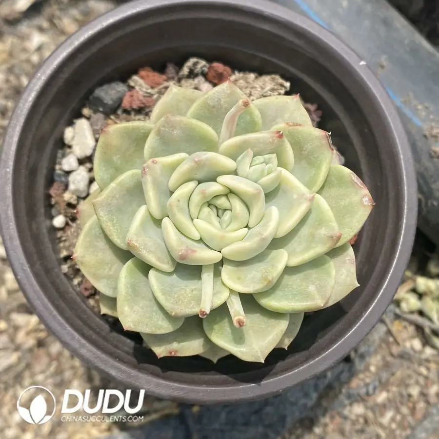 1756124215-1743402290-e201.webp 20Pcs Echeveria Tinkerbell Variegated - Image 1