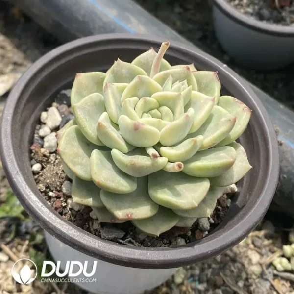 20Pcs Echeveria Tinkerbell Variegated - Image 2