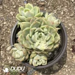20Pcs Echeveria Tinkerbell Variegated Clustering