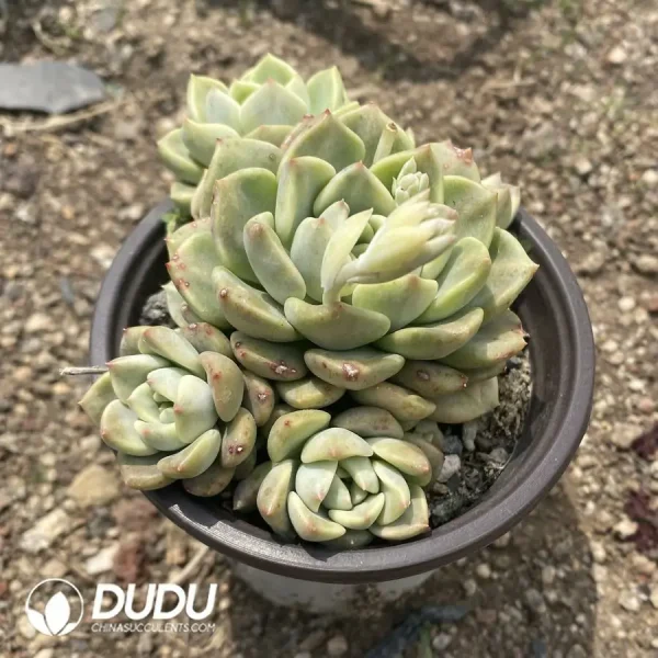 20Pcs Echeveria Tinkerbell Variegated Clustering - Image 2