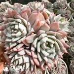 12Pcs Echeveria Blue Bird Clustering