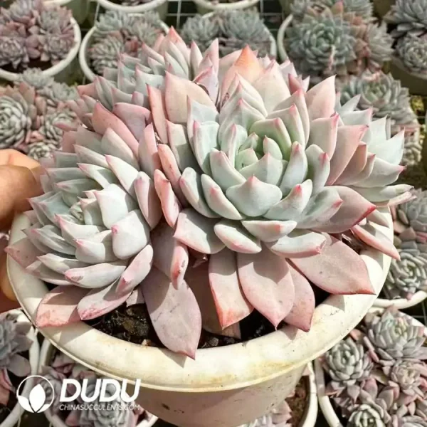12Pcs Echeveria Blue Bird Clustering - Image 2