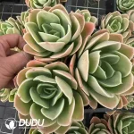 20Pcs Echeveria Star Tower Clustering