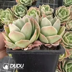 20Pcs Echeveria Star Tower Clustering - Image 2